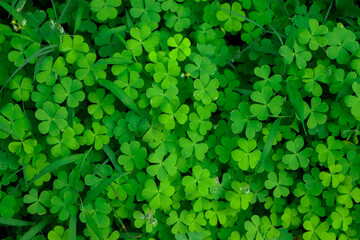 four leaf clover on green shamrock background