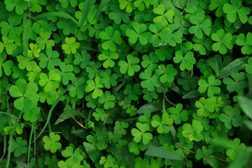 Four leaf clover on green shamrock background