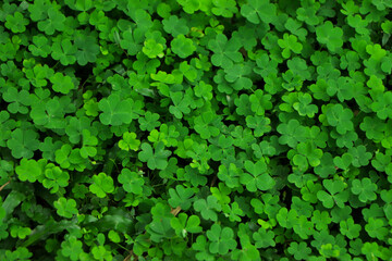 Four leaf clover sign of st patrick day