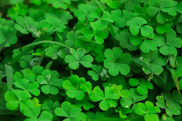 four leaf clover on green shamrock background