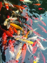 koi fish swimming in a pond