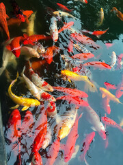 koi fish in pond