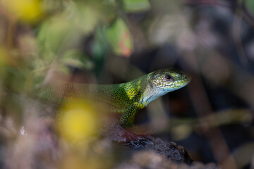 A green lizard is comfortably sitting on a rock found in the woods nearby