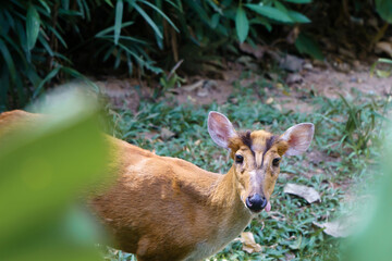 Muntjak indien ou cerf aboyeur (Muntiacus muntjak) dans le parc national de Khao Yai, Thailande.