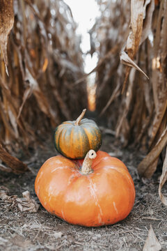 pumpkins 