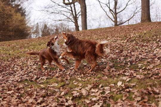 Two dogs playing in the park with leaves on the ground