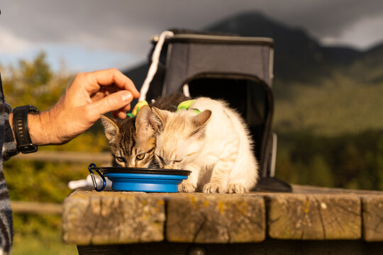Man giving water to cats