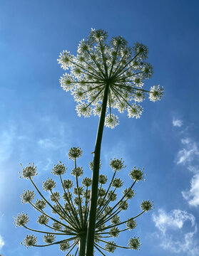 hogweed