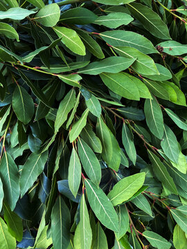Laurel leaves