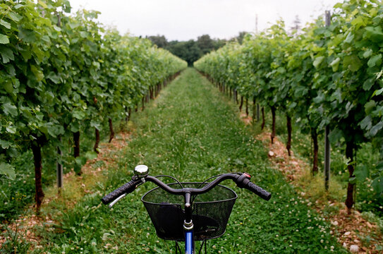 POV: Bicycle on a vineyard 