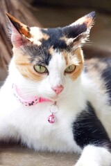 A cute Calico cat sitting on cement floor in outdoor space