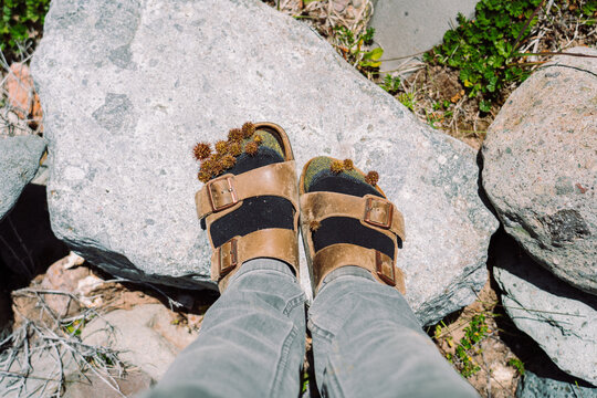 Burrs stuck to socks and sandals
