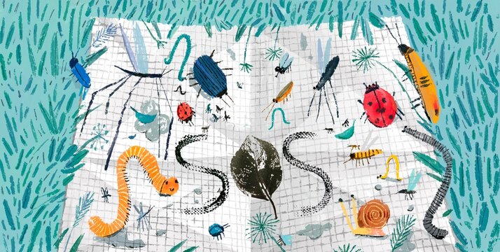 Diversity of insects