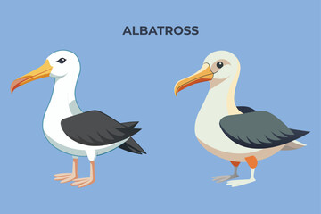 Beautiful Albatross bird on white background vector illustration 