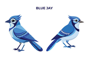 Obraz premium Beautiful Blue Jay on white background vector illustration 
