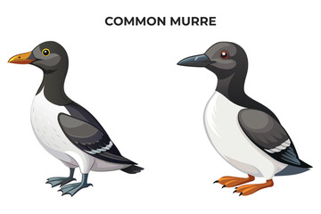 Fototapeta premium Beautiful Common Murre bird on white background vector illustration 