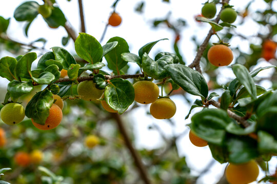 planta de cereza china con cielio blanco, espacio para copi 