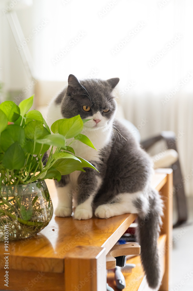 Poster British shorthair cat sitting on a table