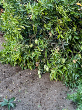 Fallen mango tree
