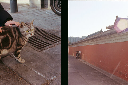Touching a stray cat in a Beijing alley