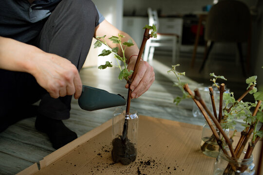 Father and daughter plant grape seedlings in plastic bottles