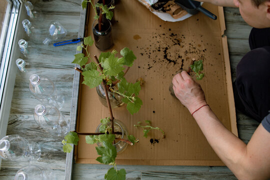 Father and daughter plant grape seedlings in plastic bottles