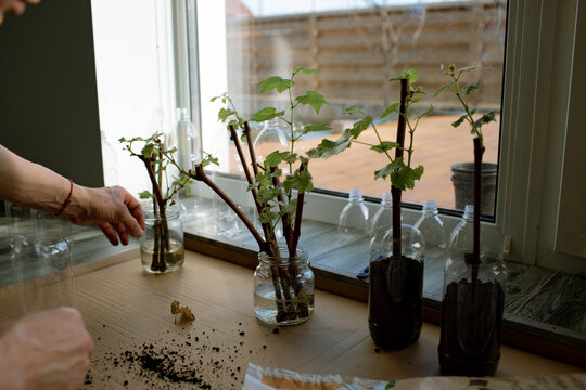 Father and daughter plant grape seedlings in plastic bottles