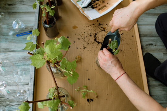 Father and daughter plant grape seedlings in plastic bottles