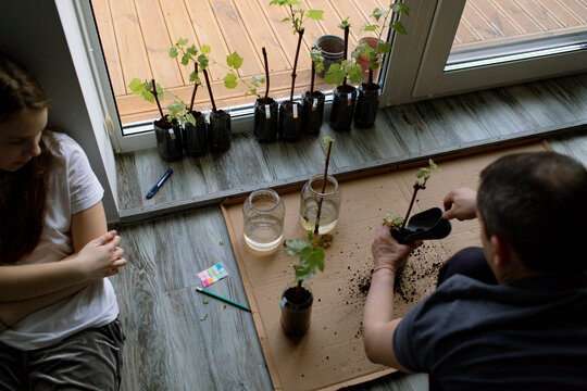 Father and daughter plant grape seedlings in plastic bottles