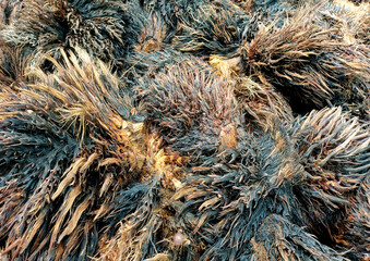Empty Bunches Of Oil Palm Fruit Stacked Until They Are Dry And Black