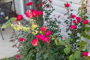 pink flowers in a garden