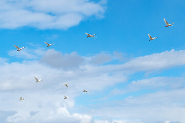 Obraz premium 【野鳥・白鳥】白鳥の越冬。力強く飛ぶ白鳥 