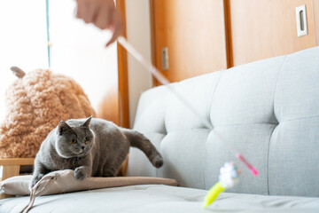 A British Shorthair Blue cat chasing a cat toy wand on a blue sofa, playing excitedly and happily,...