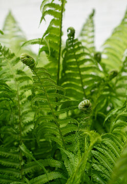 Fresh and young fores ferns
