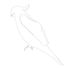Black and white coloring page. Animals parrot icon. Vector stock illustration. Parrot macaw vector icon. Wild bird illustration.