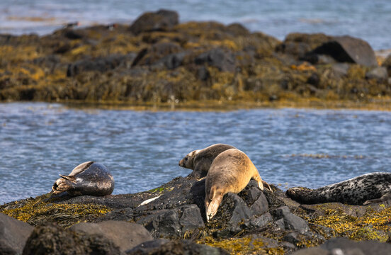 Harbor Seals On A Beach In Northern Iceland  