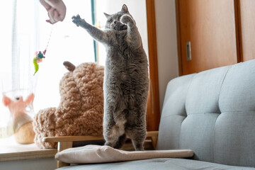 A British Shorthair Blue cat chasing a cat toy wand on a blue sofa, playing excitedly and happily,...
