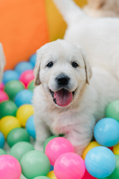 English cream golden retriever puppy in ball pit