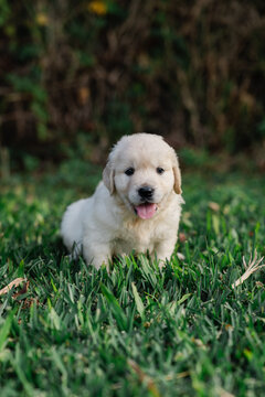 5 week old golden retriever puppy on grass