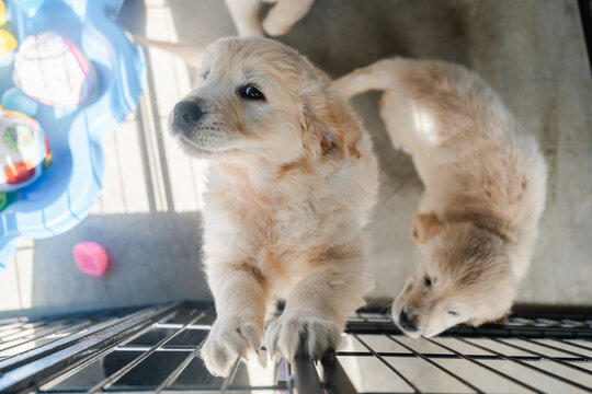 A golden retriever puppy excited to see you