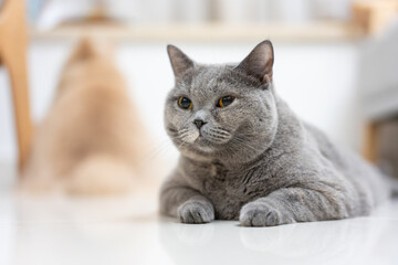 British Shorthair cats resting on indoor floor, chubby cat with a mischievous expression
