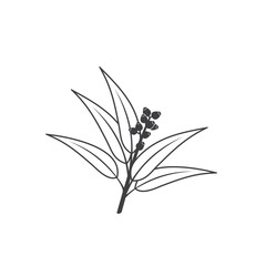illustration of eucalyptus oil leaf, vector art.