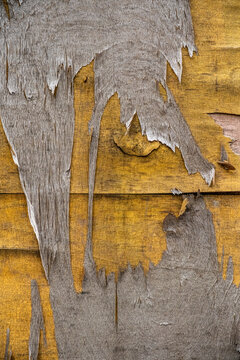 layers of wood peeling on an outdoor wall