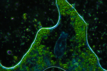 green algae and aquatic organisms in water