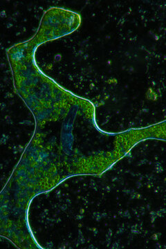 green algae and aquatic organisms in water