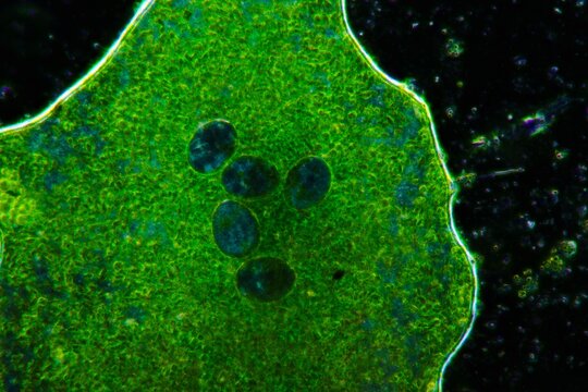 green algae and aquatic organisms in water