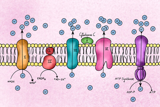 Illustration of a electron transport chain