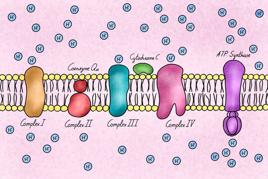 Illustration of a electron transport chain