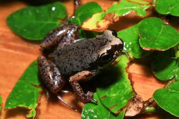 Small brown frog on a green leaf in the rainforest