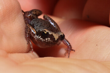 Small brown frog on a green leaf in the rainforest